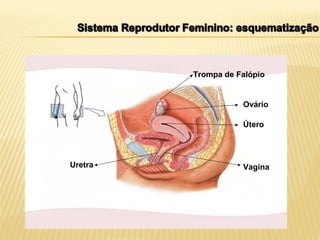 Trompa de Falópio
Ovário
Útero
Uretra Vagina
 