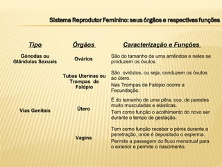Tipo Órgãos Caracterização e Funções
Gónodas ou
Glândulas Sexuais
Ovários
São do tamanho de uma amêndoa e neles se
produzem os óvulos.
Vias Genitais
Tubas Uterinas ou
Trompas de
Falópio
São ovidutos, ou seja, conduzem os óvulos
ao útero.
Nas Trompas de Falópio ocorre a
Fecundação.
Útero
É do tamanho de uma pêra, oco, de paredes
muito musculadas e elásticas.
Tem como função o acolhimento do novo ser
durante o tempo de gestação.
Vagina
Tem como função receber o pénis durante a
penetração, onde é depositado o esperma.
Permite a passagem do fluxo menstrual para
o exterior e permite o nascimento.
 