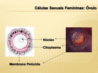 O Sistema Reprodutor Masculino e Feminino