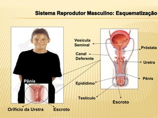 Uretra
Epidídimo
Testículo
Escroto
Vesícula
Seminal
Próstata
Pênis
Canal
Deferente
Escroto
Pênis
Orifício da Uretra
 