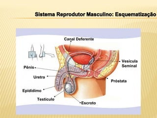 Vesícula
Seminal
Próstata
Escroto
Testículo
Epidídimo
Uretra
Pênis
Canal Deferente
 