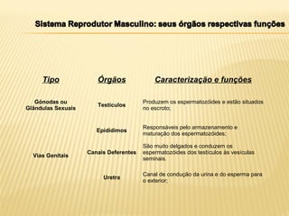 Tipo Órgãos Caracterização e funções
Gónodas ou
Glândulas Sexuais
Testículos
Produzem os espermatozóides e estão situados
no escroto;
Vias Genitais
Epidídimos
Responsáveis pelo armazenamento e
maturação dos espermatozóides;
Canais Deferentes
São muito delgados e conduzem os
espermatozóides dos testículos às vesículas
seminais.
Uretra
Canal de condução da urina e do esperma para
o exterior;
 