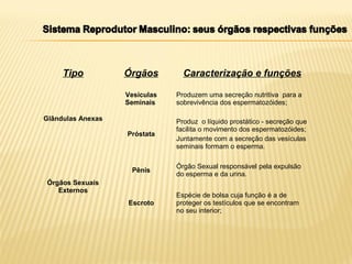 Tipo Órgãos Caracterização e funções
Glândulas Anexas
Vesículas
Seminais
Produzem uma secreção nutritiva para a
sobrevivência dos espermatozóides;
Próstata
Produz o líquido prostático - secreção que
facilita o movimento dos espermatozóides;
Juntamente com a secreção das vesículas
seminais formam o esperma.
Órgãos Sexuais
Externos
Pênis
Órgão Sexual responsável pela expulsão
do esperma e da urina.
Escroto
Espécie de bolsa cuja função é a de
proteger os testículos que se encontram
no seu interior;
 