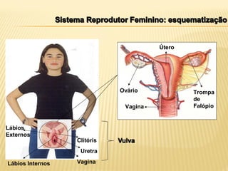 Vagina
Uretra
Clitóris
Lábios
Externos
Lábios Internos
Ovário
Vagina
Útero
Trompa
de
Falópio
 