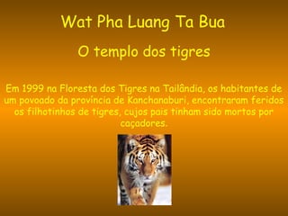 Wat Pha Luang Ta Bua
O templo dos tigres
Em 1999 na Floresta dos Tigres na Tailândia, os habitantes de
um povoado da província de Kanchanaburi, encontraram feridos
os filhotinhos de tigres, cujos pais tinham sido mortos por
caçadores.
 