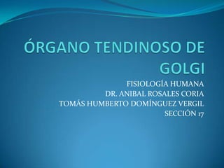 ÓRGANO TENDINOSO DE GOLGI FISIOLOGÍA HUMANA DR. ANIBAL ROSALES CORIA TOMÁS HUMBERTO DOMÍNGUEZ VERGIL SECCIÓN 17 