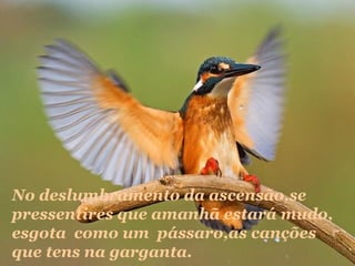 No deslumbramento da ascensão,se
pressentires que amanhã estará mudo,
esgota como um pássaro,as canções
que tens na garganta.

 