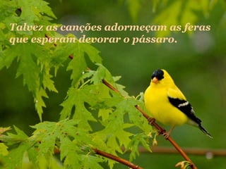 Talvez as canções adormeçam as feras
que esperam devorar o pássaro.

 