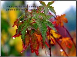 bob,te-soreşti,în cele ne-semnate,
şi,mare-n cele mari te dăruieşti.
 