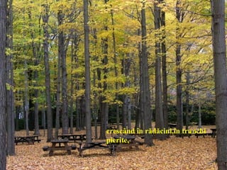 crescând în rădăcini,în trunchi
pierite,
 