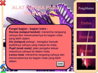 ALAT INDERA PADA
MANUSIA
Penglihatan
Pembau
Pendengar
Pengecap
Peraba
Fungsi bagian - bagian indra :
Kornea (selaput tanduk): menerima rangsang
cahaya dan meneruskannya ke bagian mata
yang lebih dalam.
Iris (selaput) pelangi : mengatur banyak
sedikitnya cahaya yang masuk ke mata.
Pupil (anak mata): jalan pengatur keluar
masuknya cahaya ke dalam mata.
Lensa mata :menerima rangsang cahaya dan
meneruskannya ke bagian mata yang lebih
dalam.
11
 