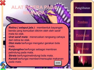 ALAT INDERA PADA
MANUSIA
Penglihatan
Pembau
Pendengar
Pengecap
Peraba
Retina ( selaput jala ) : membentuk bayangan
benda yang kemudian dikirim oleh oleh saraf
mata ke otak.
Urat saraf mata : meneruskan rangsang cahaya
dari retina ke otak.
Otot mata berfungsi mengatur gerakan bola
mata.
Kunjongtiva berfungsi sebagai membran
pelindung pada mata.
Skrela berfungsimelindungi bola mata.
Koroid berfungsi memberi/mensuplai makanan
pada mata.
12
 
