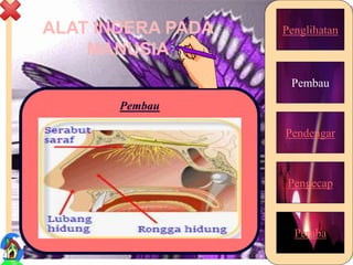 ALAT INDERA PADA
MANUSIA
Penglihatan
Pembau
Pendengar
Pengecap
Peraba
Pembau
13
 