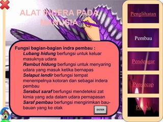 ALAT INDERA PADA
MANUSIA
Penglihatan
Pembau
Pendengar
Pengecap
Peraba
Fungsi bagian-bagian indra pembau :
Lubang hidung berfungsi untuk keluar
masuknya udara
Rambut hidung berfungsi untuk menyaring
udara yang masuk ketika bernapas
Selaput lendir berfungsi tempat
menempelnya kotoran dan sebagai indera
pembau
Serabut saraf berfungsi mendeteksi zat
kimia yang ada dalam udara pernapasan
Saraf pembau berfungsi mengirimkan bau-
bauan yang ke otak
14
 