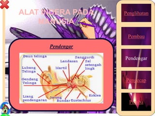 ALAT INDERA PADA
MANUSIA
Penglihatan
Pembau
Pendengar
Pengecap
Peraba
Pendengar
15
 