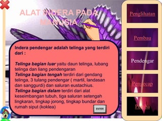 ALAT INDERA PADA
MANUSIA
Penglihatan
Pembau
Pendengar
Pengecap
Peraba
Indera pendengar adalah telinga yang terdiri
dari :
Telinga bagian luar yaitu daun telinga, lubang
telinga dan liang pendengaran
Telinga bagian tengah terdiri dari gendang
telinga, 3 tulang pendengar ( martil, landasan
dan sanggurdi) dan saluran eustachius.
Telinga bagian dalam terdiri dari alat
keseimbangan tubuh, tiga saluran setengah
lingkaran, tingkap jorong, tingkap bundar dan
rumah siput (koklea)
16
 