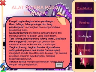 ALAT INDERA PADA
MANUSIA
Penglihatan
Pembau
Pendengar
Pengecap
Peraba
Fungsi bagian-bagian indra pendengar :
Daun telinga, lubang telinga dan liang
pendengaran: menangkap dan mengumpulkan
gelombang bunyi.
Gendang telinga: menerima rangsang bunyi dan
meneruskannya ke bagian yang lebih dalam.
Tiga tulang pendengaran ( tulang martil, landasan
dan sanggurdi) :memperkuat getaran dan
meneruskannya ke koklea atau rumah siput.
Tingkap jorong, tingkap bundar, tiga saluran
setengah lingkaran dan koklea (rumah isput)
mengubah impuls dan diteruskan ke otak. Tga saluran
setengah lingkaran juga berfungsi menjaga
keseimbangan tubuh.
Saluran eustus menghubachiungkan rongga mulut
dengan telinga bagian luar.
17
 