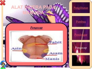 ALAT INDERA PADA
MANUSIA
Penglihatan
Pembau
Pendengar
Pengecap
Peraba
Pengecap
18
 