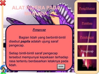 ALAT INDERA PADA
MANUSIA
Penglihatan
Pembau
Pendengar
Pengecap
Peraba
Pengecap
Bagian lidah yang berbintil-bintil
disebut papila adalah ujung saraf
pengecap.
Setiap bintil-bintil saraf pengecap
tersebut mempunyai kepekaan terhadap
rasa tertentu berdasarkan letaknya pada
lidah.
19
 