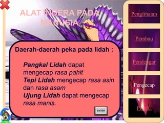 ALAT INDERA PADA
MANUSIA
Penglihatan
Pembau
Pendengar
Pengecap
Peraba
Daerah-daerah peka pada lidah :
Pangkal Lidah dapat
mengecap rasa pahit
Tepi Lidah mengecap rasa asin
dan rasa asam
Ujung Lidah dapat mengecap
rasa manis.
20
 