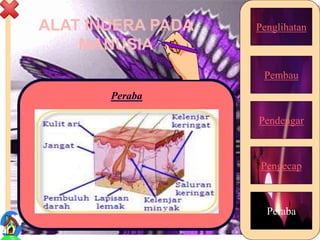 ALAT INDERA PADA
MANUSIA
Penglihatan
Pembau
Pendengar
Pengecap
Peraba
Peraba
21
 