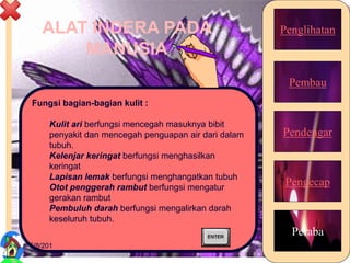 ALAT INDERA PADA
MANUSIA
Penglihatan
Pembau
Pendengar
Pengecap
Peraba
Fungsi bagian-bagian kulit :
Kulit ari berfungsi mencegah masuknya bibit
penyakit dan mencegah penguapan air dari dalam
tubuh.
Kelenjar keringat berfungsi menghasilkan
keringat
Lapisan lemak berfungsi menghangatkan tubuh
Otot penggerah rambut berfungsi mengatur
gerakan rambut
Pembuluh darah berfungsi mengalirkan darah
keseluruh tubuh.
5/8/201 23
 