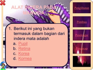 ALAT INDERA PADA
MANUSIA
1. Berikut ini yang bukan
termasuk dalam bagian dari
indera mata adalah
a. Pupil
b. Retina
c. Korea
d. Kornea
24
Pembau
Penglihatan
Pendengar
Pengecap
Peraba
 