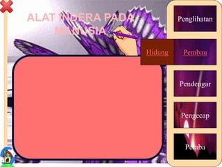 ALAT INDERA PADA
MANUSIA
5
Hidung
Pendengar
Pengecap
Peraba
Penglihatan
PembauHidung
 