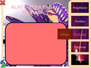 ALAT INDERA PADA
MANUSIA
6
Telinga
Penglihatan
Pengecap
Peraba
Pembau
PendengarTelinga
 