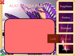 ALAT INDERA PADA
MANUSIA
7
Lidah
Penglihatan
meraba
Pembau
Pendengar
PengecapLidah
 