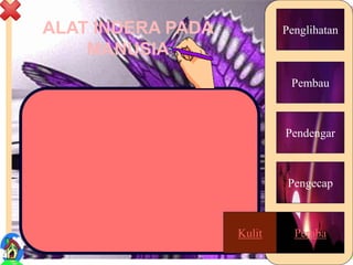 ALAT INDERA PADA
MANUSIA
8
Kulit
Penglihatan
Pembau
Pendengar
Pengecap
PerabaKulit
 