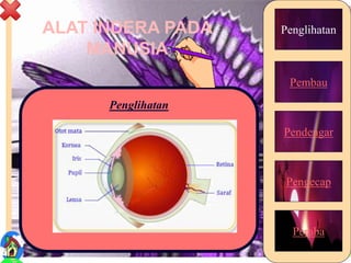 ALAT INDERA PADA
MANUSIA
Penglihatan
Pembau
Pendengar
Pengecap
Peraba
Penglihatan
9
 