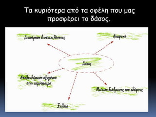 Τα κυριότερα από τα οφέλη που μας προσφέρει το δάσος.