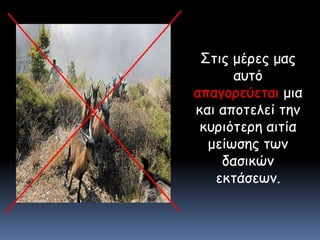 Στις μέρες μας αυτό απαγορεύεται μια και αποτελεί την κυριότερη αιτία μείωσης των δασικών εκτάσεων.
