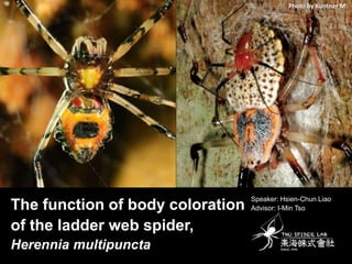 Photo by Kuntner M.

The function of body coloration
of the ladder web spider,
Herennia multipuncta

Speaker: Hsien-Chun Liao
Advisor: I-Min Tso

 