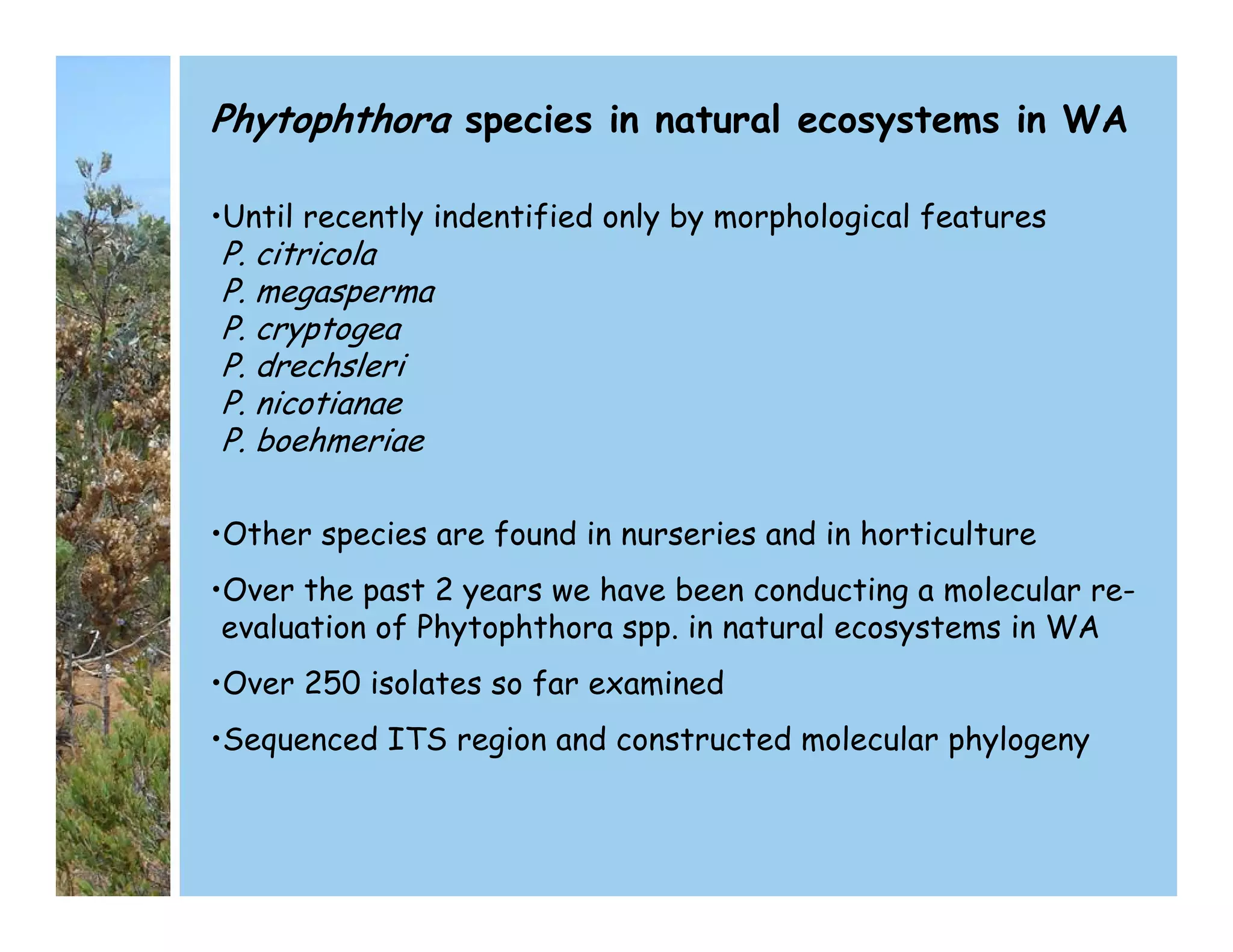Phytophthora species in natural ecosystems in WA
•Until recently indentified only by morphological features
P. citricola
P. megasperma
P. cryptogea
P. drechsleri
P. nicotianae
P. boehmeriae
•Other species are found in nurseries and in horticulture
•Over the past 2 years we have been conducting a molecular re-
evaluation of Phytophthora spp. in natural ecosystems in WA
•Over 250 isolates so far examined
•Sequenced ITS region and constructed molecular phylogeny
 
