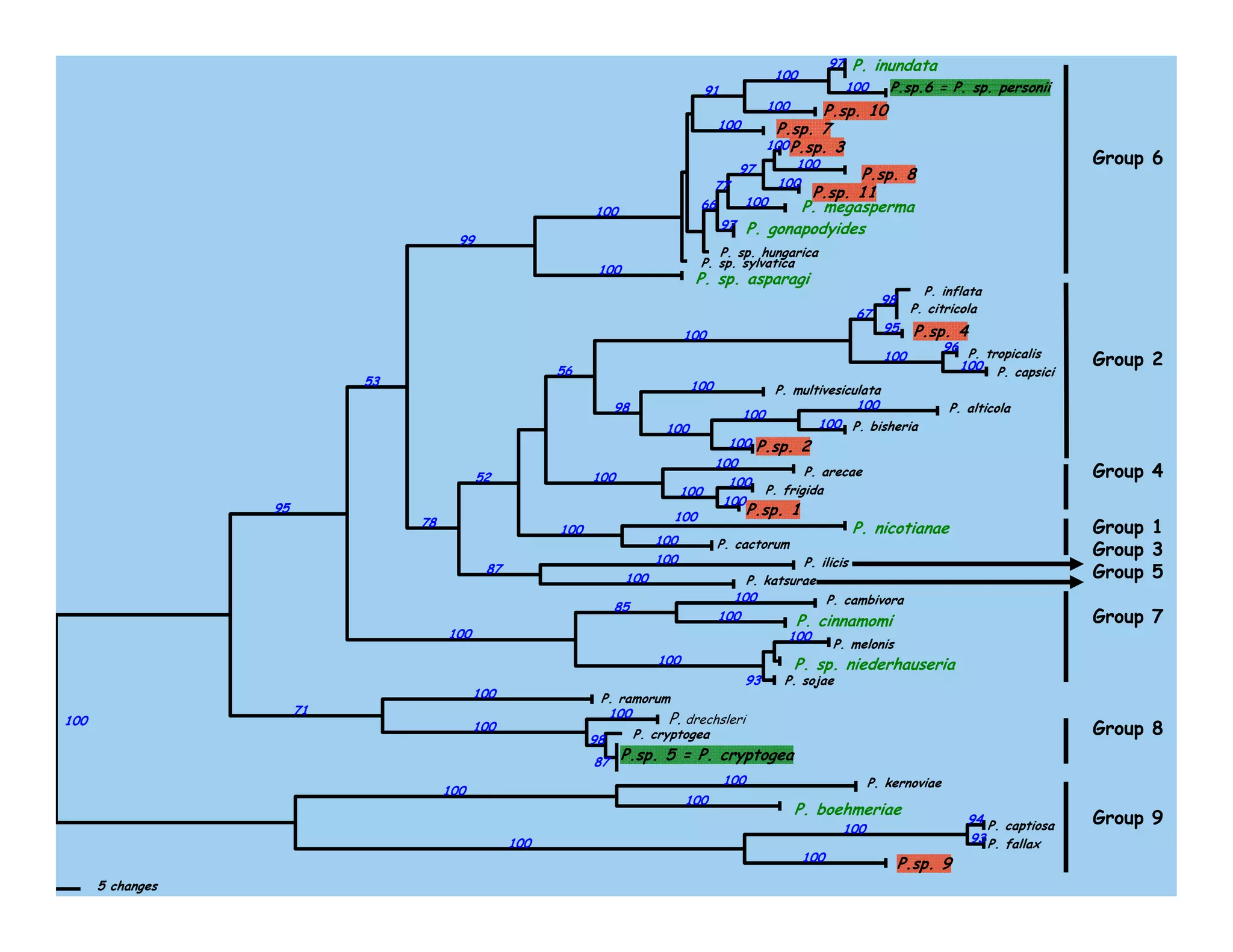 P. inundata
P.sp.6 = P. sp. personii
P.sp. 10
P.sp. 7
P.sp. 3
P.sp. 8
P.sp. 11
P. megasperma
P. gonapodyides
P. sp. hungarica
P. sp. sylvatica
P. sp. asparagi
P. inflata
P. citricola
P.sp. 4
P. tropicalis
P. capsici
P. multivesiculata
P. alticola
P. bisheria
P.sp. 2
P. arecae
P. frigida
P.sp. 1
P. nicotianae
P. cactorum
P. ilicis
P. katsurae
P. cambivora
P. cinnamomi
P. melonis
P. sp. niederhauseria
P. sojae
P. ramorum
P. drechsleri
P. cryptogea
P.sp. 5 = P. cryptogea
P. kernoviae
P. boehmeriae
P. captiosa
P. fallax
P.sp. 9
5 changes
Group 6
Group 2
Group 4
Group 1
Group 3
Group 5
Group 7
Group 8
Group 9
99
100
91
100
97
100
100
100
66
77
97
100
100
100
100
97
100
56
100
67
98
95
100
96
100
98
100
100
100
100
100
100
52 100
100
100
100
100
100
100
100
53
78
87
100
100
100
85
100
100
100
100
93
100
95
71
100
100
100
98
87
100
100
100
100
100
94
93
100
 