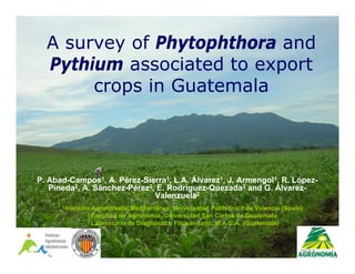 A survey of Phytophthora and
  Pythium associated to export
       crops in Guatemala




P. Abad-Campos1, A. Pérez-Sierra1, L.A. Álvarez1, J. Armengol1, R. López-
   Pineda2, A. Sánchez-Pérez2, E. Rodríguez-Quezada3 and G. Álvarez-
                              Valenzuela2
      1 Instituto Agroforestal Mediterráneo, Universidad Politécnica de Valencia (Spain)
                2 Facultadde Agronomía, Universidad San Carlos de Guatemala
                3 Laboratorio de Diagnóstico Fitosanitario, M.A.G.A. (Guatemala)
 