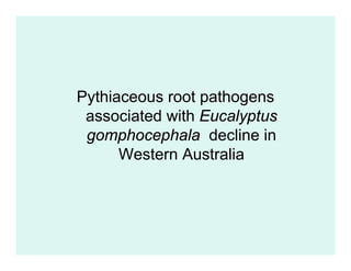 Pythiaceous root pathogens
 associated with Eucalyptus
 gomphocephala decline in
      Western Australia
 