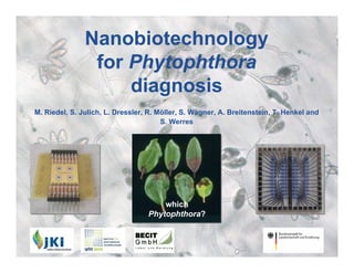 Nanobiotechnology
                                     for Phytophthora
                                         diagnosis
  M. Riedel, S. Julich, L. Dressler, R. Möller, S. Wagner, A. Breitenstein, T. Henkel and
                                         S. Werres




                                                        which
                                                    Phytophthora?



Riedel et al. : Nanobiotechnology      3rd International Phytophthora, Pythium and related genera workshop   26.08.2008
 
