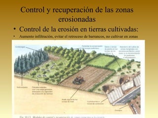 Control y recuperación de las zonas
erosionadas
• Control de la erosión en tierras cultivadas:
• Aumento infiltración, evitar el retroceso de barrancos, no cultivar en zonas
marginales o con pendiente, evitar erosión eólica.
 