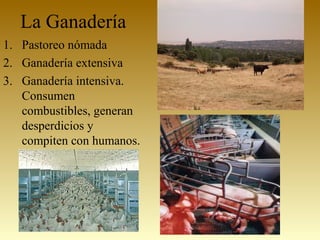 La Ganadería
1. Pastoreo nómada
2. Ganadería extensiva
3. Ganadería intensiva.
Consumen
combustibles, generan
desperdicios y
compiten con humanos.
 
