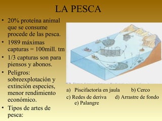 LA PESCA
• 20% proteína animal
que se consume
procede de las pesca.
• 1989 máximas
capturas = 100mill. tm
• 1/3 capturas son para
piensos y abonos.
• Peligros:
sobreexplotación y
extinción especies,
menor rendimiento
económico.
• Tipos de artes de
pesca:
a) Piscifactoría en jaula b) Cerco
c) Redes de deriva d) Arrastre de fondo
e) Palangre
 