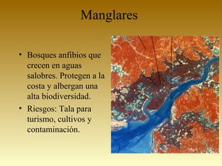 Manglares
• Bosques anfibios que
crecen en aguas
salobres. Protegen a la
costa y albergan una
alta biodiversidad.
• Riesgos: Tala para
turismo, cultivos y
contaminación.
 