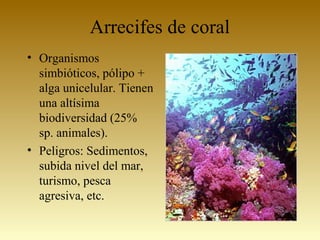 Arrecifes de coral
• Organismos
simbióticos, pólipo +
alga unicelular. Tienen
una altísima
biodiversidad (25%
sp. animales).
• Peligros: Sedimentos,
subida nivel del mar,
turismo, pesca
agresiva, etc.
 