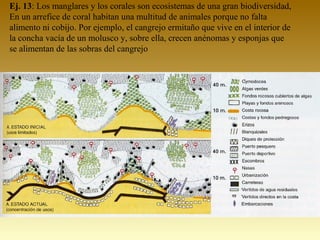 Ej. 13: Los manglares y los corales son ecosistemas de una gran biodiversidad,
En un arrefice de coral habitan una multitud de animales porque no falta
alimento ni cobijo. Por ejemplo, el cangrejo ermitaño que vive en el interior de
la concha vacía de un molusco y, sobre ella, crecen anénomas y esponjas que
se alimentan de las sobras del cangrejo
 