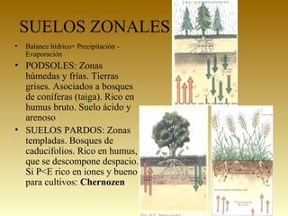 SUELOS ZONALES
• Balance hídrico= Precipitación -
Evaporación
• PODSOLES: Zonas
húmedas y frías. Tierras
grises. Asociados a bosques
de coníferas (taiga). Rico en
humus bruto. Suelo ácido y
arenoso
• SUELOS PARDOS: Zonas
templadas. Bosques de
caducifolios. Rico en humus,
que se descompone despacio.
Si P<E rico en iones y bueno
para cultivos: Chernozen
 