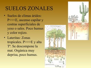 SUELOS ZONALES
• Suelos de climas áridos:
P<<<E, ascenso capilar y
costras superficiales de
yeso o sales. Poco humus
y color rojizo.
• Lateritas: Zonas
tropicales. P>>>E y alta
Tª. Se descompone la
mat. Orgánica muy
deprisa, poco humus.
 