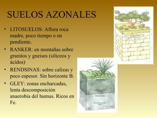 SUELOS AZONALES
• LITOSUELOS: Aflora roca
madre, poco tiempo o en
pendiente.
• RANKER: en montañas sobre
granitos y gneises (siliceos y
ácidos)
• RENDSINAS: sobre calizas y
poco espesor. Sin horizonte B.
• GLEY: zonas encharcadas,
lenta descomposición
anaerobia del humus. Ricos en
Fe.
 