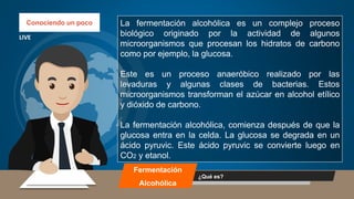 Conociendo un poco
LIVE
La fermentación alcohólica es un complejo proceso
biológico originado por la actividad de algunos
microorganismos que procesan los hidratos de carbono
como por ejemplo, la glucosa.
Este es un proceso anaeróbico realizado por las
levaduras y algunas clases de bacterias. Estos
microorganismos transforman el azúcar en alcohol etílico
y dióxido de carbono.
La fermentación alcohólica, comienza después de que la
glucosa entra en la celda. La glucosa se degrada en un
ácido pyruvic. Este ácido pyruvic se convierte luego en
CO2 y etanol.
¿Qué es?
Fermentación
Alcohólica
 